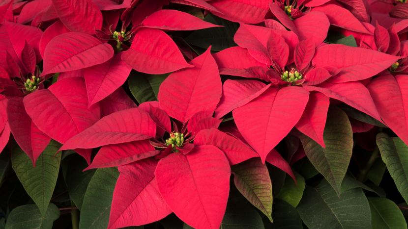 3 Little Known Facts About Poinsettias | BrightView